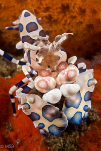 Harlequin shrimp. by Mehmet Salih Bilal 
